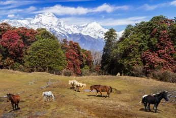 Kuari Pass – The Lord Curzon Trail