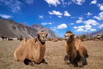 Nubra Valley Trek Ladakh