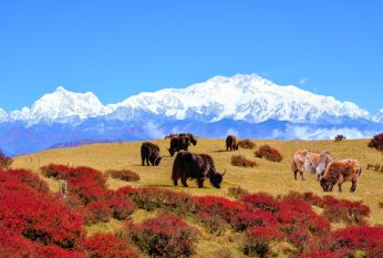 Darjeeling Singalila Trek & Sikkim